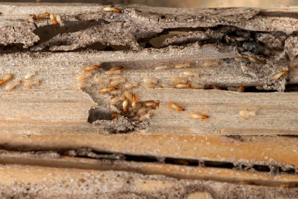 Best Pest Prevention Services  in Cumberland, IN